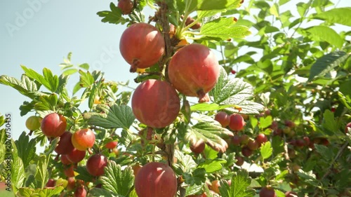 Plump red and pink gooseberries hanging and swaying on a thorny bush branch outdoors with a clear sky background