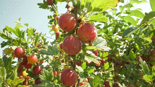 Glistening red and pink gooseberries hanging on a thorny bush branch and swaying gently in the breeze outdoors against a clear sky background