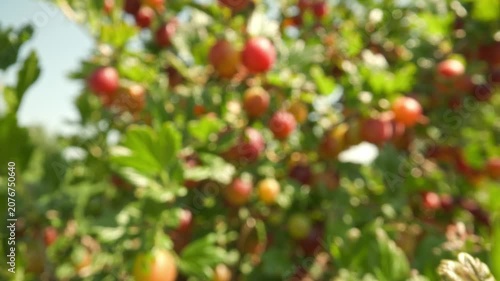 Moving closer to succulent pink and red gooseberries hanging on thorny branches revealing water droplets resting on fruits outdoors against a blurred nature background