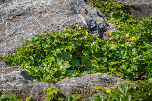 ivy plant leaves covering the rocks.