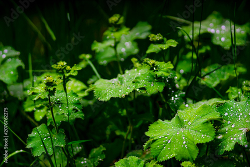 Morning Dew Drops on Fresh Green Lady's Mantle Leaves
