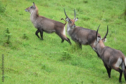 Canvastavla The waterbuck (Kobus ellipsiprymnus) is a large antelope found in sub-Saharan Africa, known for its shaggy coat and strong association with water