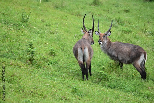 Canvastavla The waterbuck (Kobus ellipsiprymnus) is a large antelope found in sub-Saharan Africa, known for its shaggy coat and strong association with water