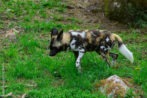 Slika na platnu A wild dog moves quietly through the grass, using its keen senses to explore the area