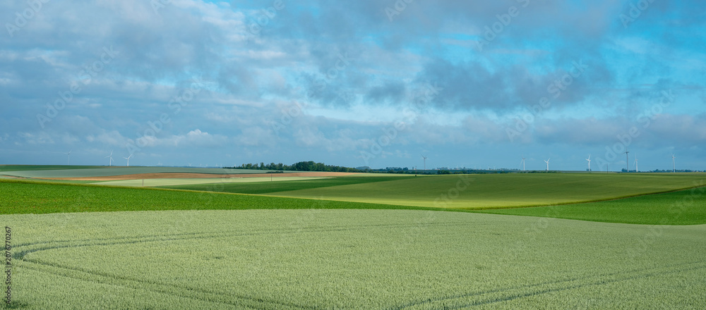 Fototapeta premium fields with young corn in countryside of northern france