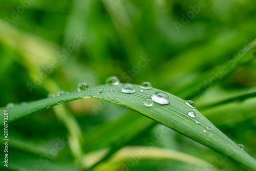 Blade of green grass arching with clear water droplets