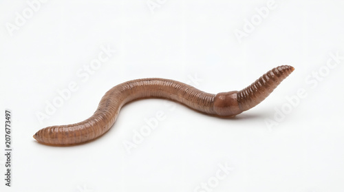 Earthworm crawling isolated on a solid white background macro shot
