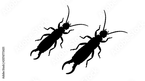 Fotografie Earwig Silhouettes On White Background Insect Shapes