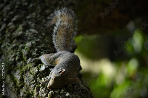 Εκτύπωση καμβά Upside‑down tree‑hugging squirrel vibes—clinging, lounging, and defying gravity like it’s nothing