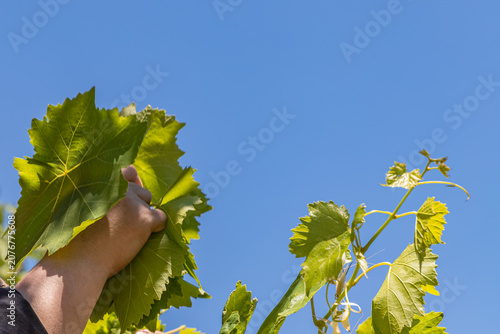 Young Grapevine Leaves and Tender Vine Shoots Against Blue Sky
