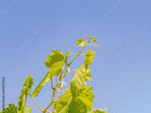Young Grapevine Leaves and Tender Vine Shoots Against Blue Sky