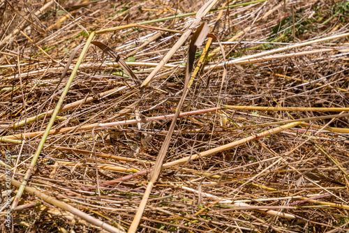 dry grass background