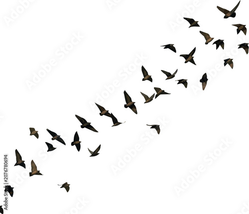  Isolated flock of birdsA flock of birds is flying freely through the sky, isolated against a clean white background, symbolizing freedom and graceful motion white Background