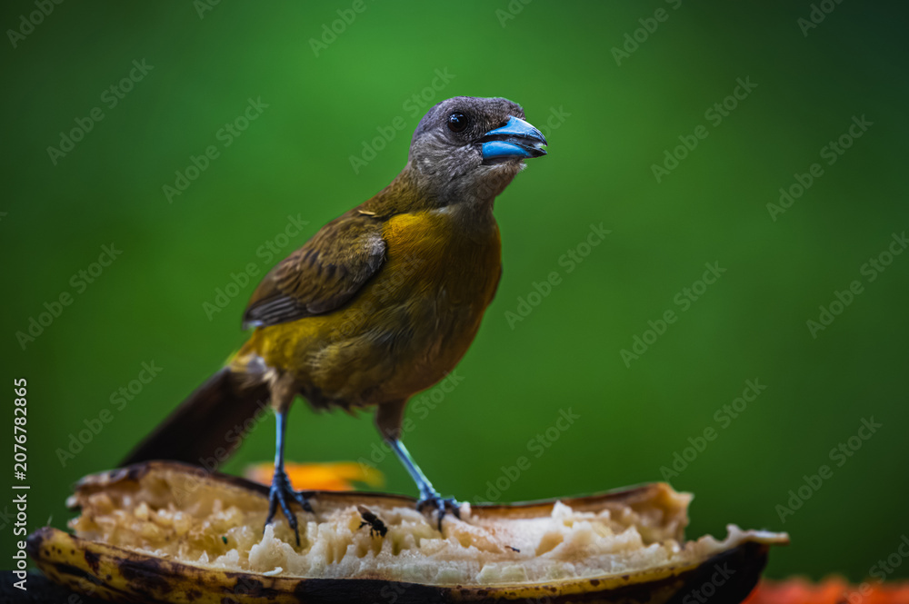 Fototapeta premium Scarlet-rumped tanager (Ramphocelus passerinii)