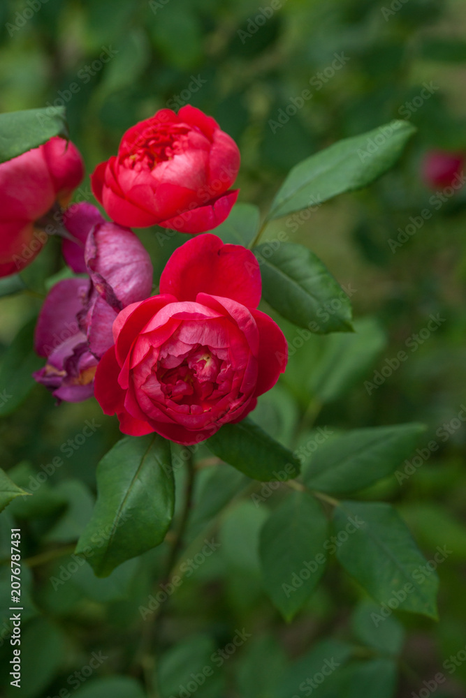 Fototapeta premium Varietal roses in the garden in different colors