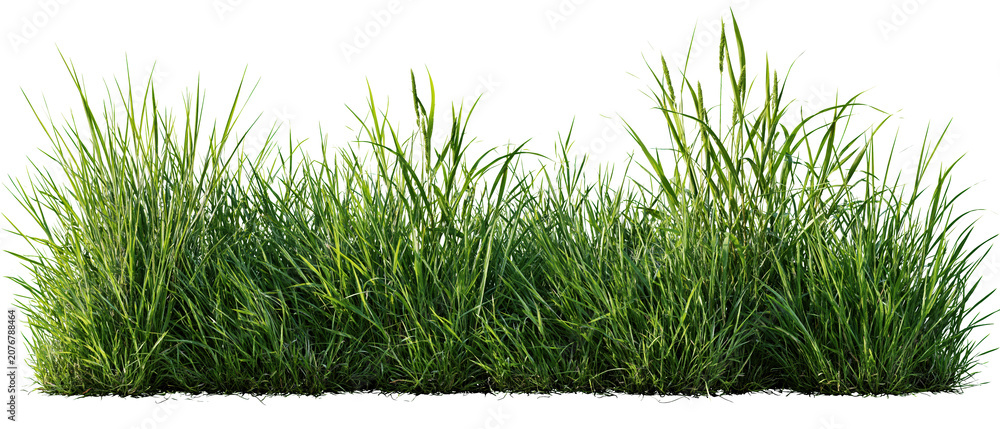 Fototapeta premium Fresh green grass tuft isolated on transparent background