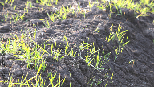 Quadro em tela Young green sprouts growing in fertile dark soil