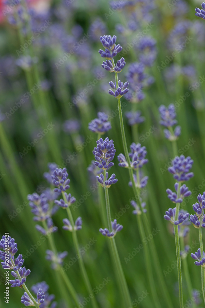 Obraz premium Beautiful lavender in the garden in summer