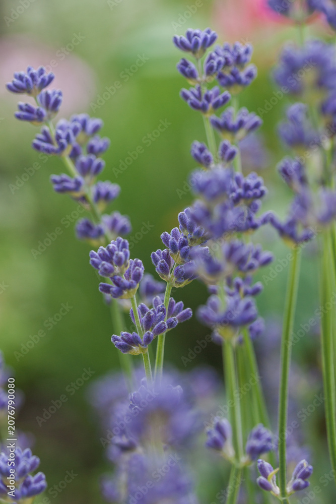 Fototapeta premium Beautiful lavender in the garden in summer