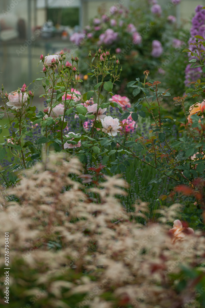 Fototapeta premium Varietal roses in the garden in different colors