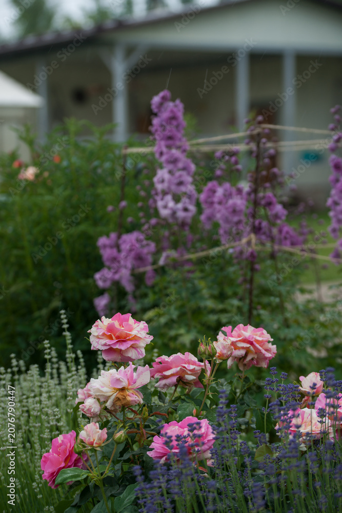 Obraz premium Varietal roses in the garden in different colors