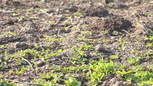 Foto Young green sprouts growing in dark fertile soil