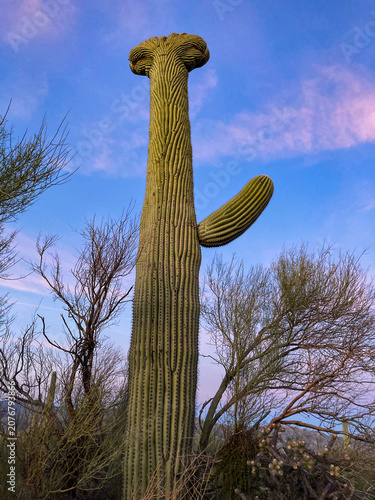 Rare crested saguaro cactus at sunset in the desert of Saguaro National Park, Tucson, Arizona, also called a cristate saguaro, near Mica View Trail.