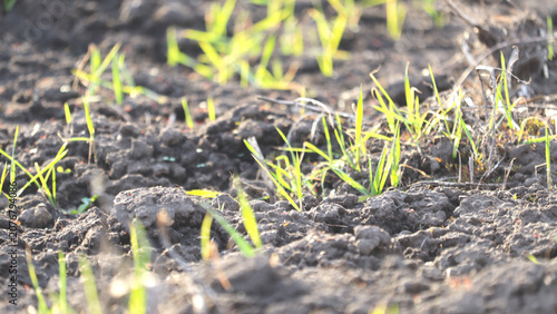 Slika na platnu Fresh green sprouts growing in fertile soil
