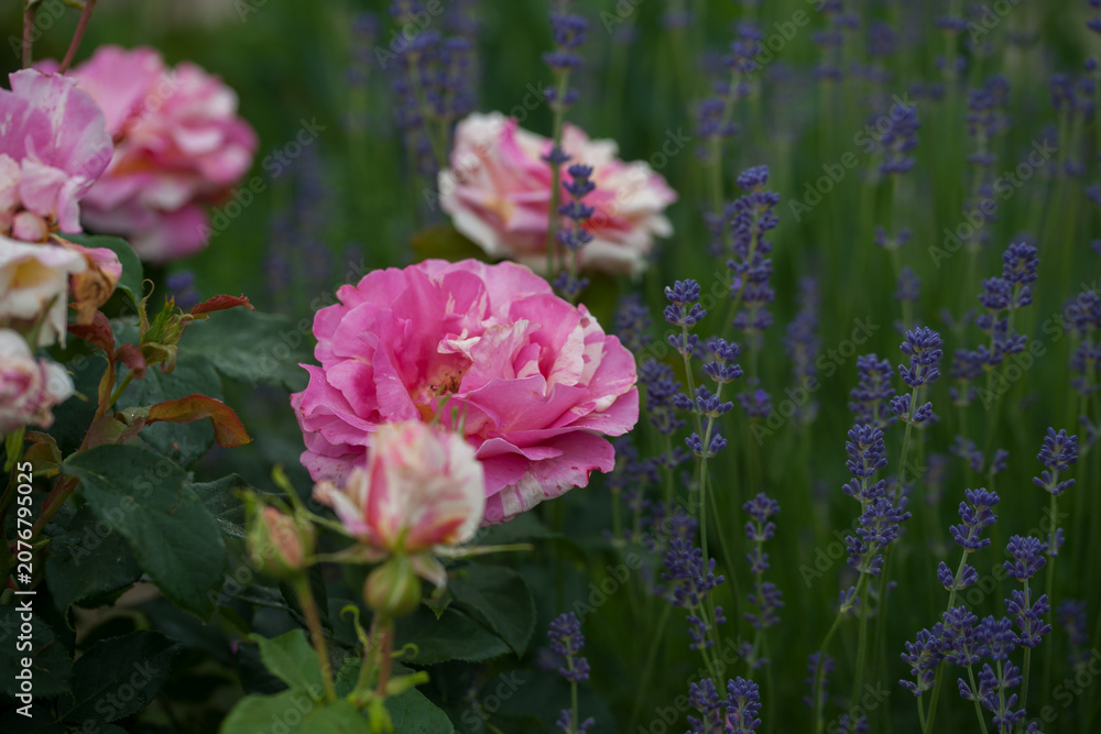 Fototapeta premium Varietal roses in the garden in different colors