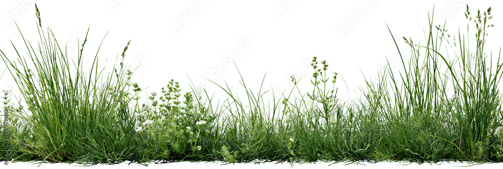 Obraz premium Green grass blades on transparent background with copy space