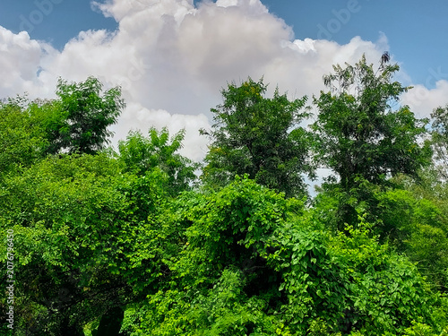 green forest, natural landscape view of clouds in blue sky background and trees, nature photography, cloudscape wallpaper 