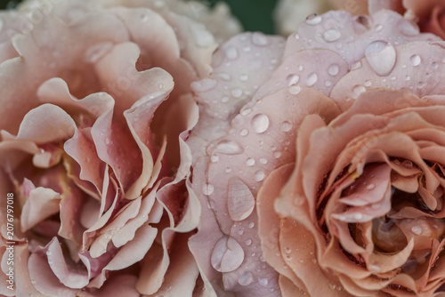 Valokuva Beautiful varietal roses in the summer rain in the garden