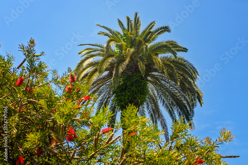 Bild auf Leinwand Bottom view of lush green palm tree against clear blue sky with blooming bottlebrush bush in foreground