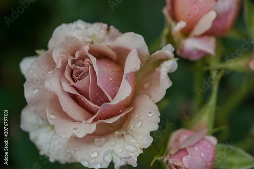 Quadro em tela Beautiful varietal roses in the summer rain in the garden