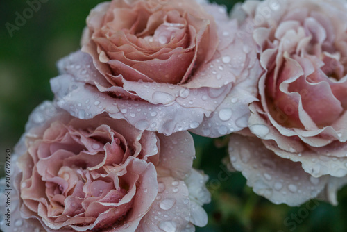 Billede på lærred Beautiful varietal roses in the summer rain in the garden
