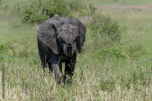 Obraz na płótnie Baby elephant