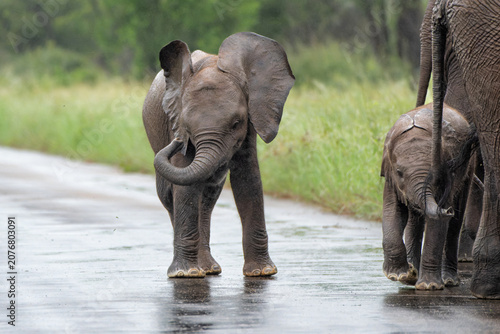 Fotografie Baby elephant