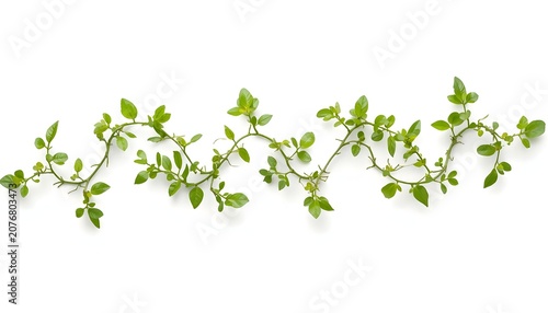 Green Vine with Fresh Leaves Isolated on White Background