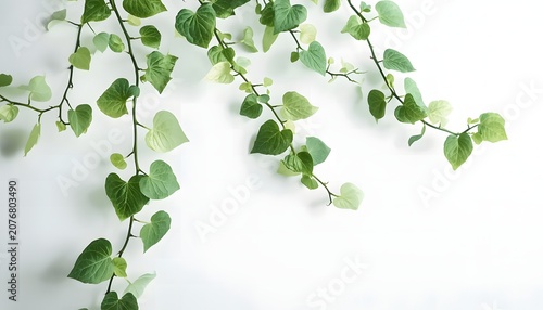 Green Vines with White Flowers Hanging on White Background