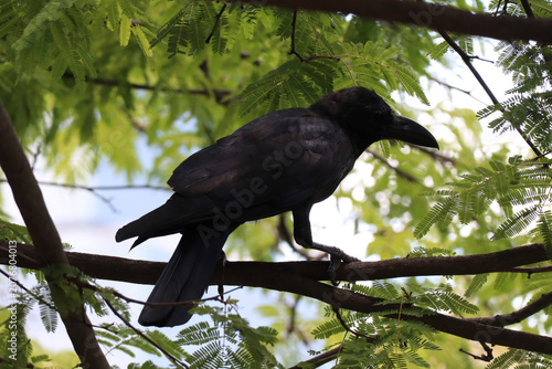 Black Crow Perched on a Tree Branch Among Green Leaves