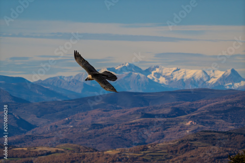 Canvastavla Wild Bearded Vulture (Gypaetus barbatus) banking over a breathtaking mountain la
