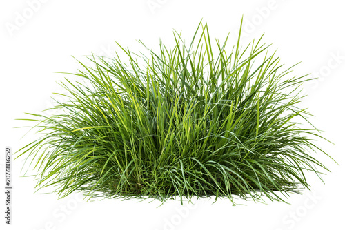 Fresh green grass tuft isolated on transparent background PNG