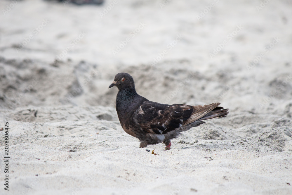 Obraz premium Pigeon bird walking on the san at the beach isolated