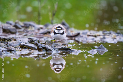 Fotografía Little Ringed Plover (Charadrius dubius) standing on a rocky bank with reflectio