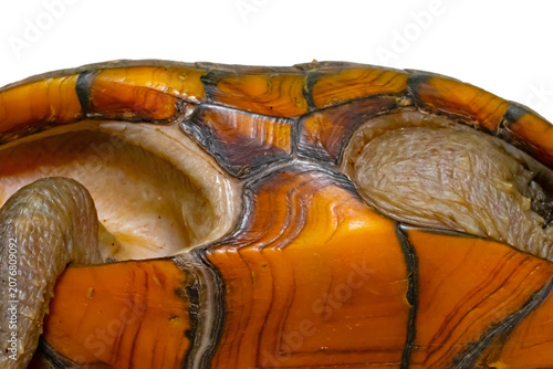 Fotografía Bridge portion of the shell of a Florida mud turtle, Kinosternon steindachneri o