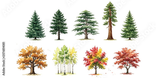 Photos Collection of various forest trees including pine spruce and deciduous trees in