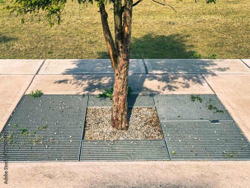 Obraz na płótnie Young tree growing inside a modern urban pavement opening covered with steel dra