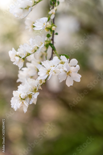 Cherry Blossoms in Full Bloom