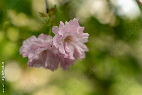 Blossoming sakura tree with pink flowers in spring garden