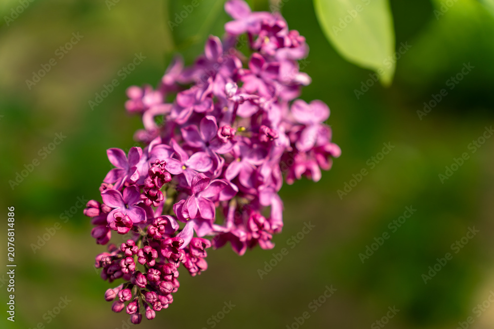 Fototapeta premium Violet and purple branches of lilac in a spring park